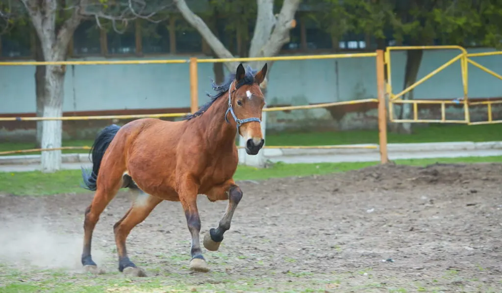 Arabian horse training at farm