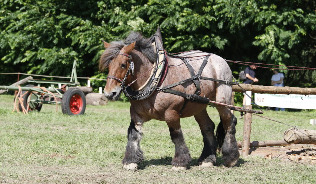 Ardennes horse on green grass 