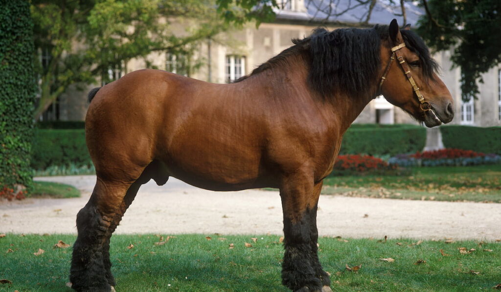 Ardennes horse standing in the garden