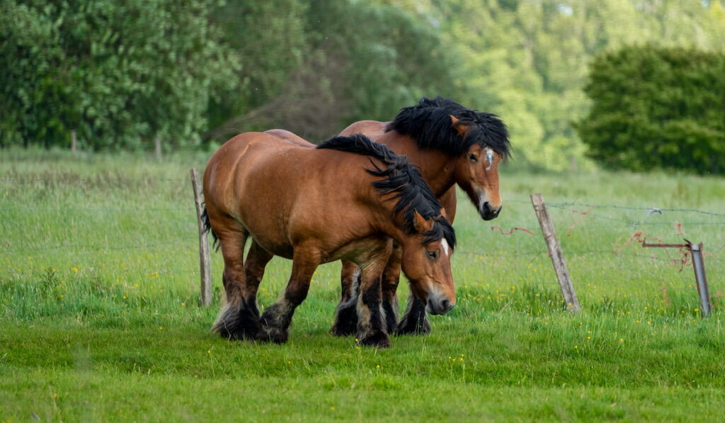 Ardennes horses roaming field 