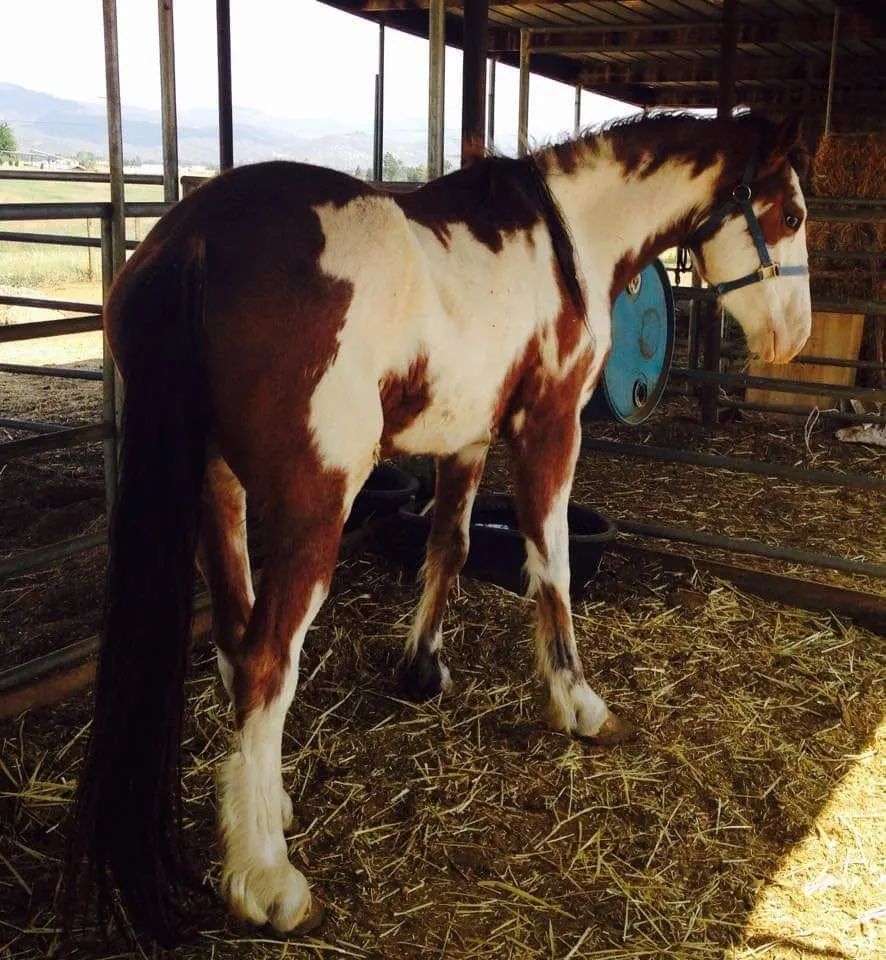 Arlo Bay horse in cage on the farm 