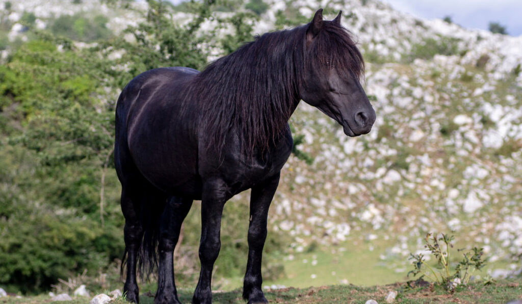 Asturcon Pony in pasture