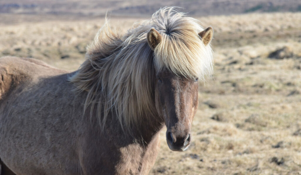 Attractive Iccelandic horse with a thick blonde name, rare icelandic horse on the farm
