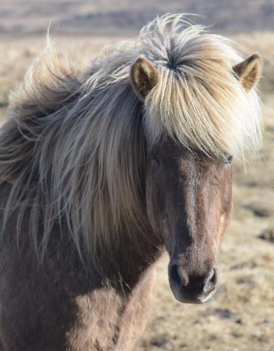 attractive icelandic horse with a thick blonde on the farm