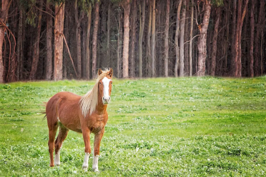Australian Brumby horse in the forest background