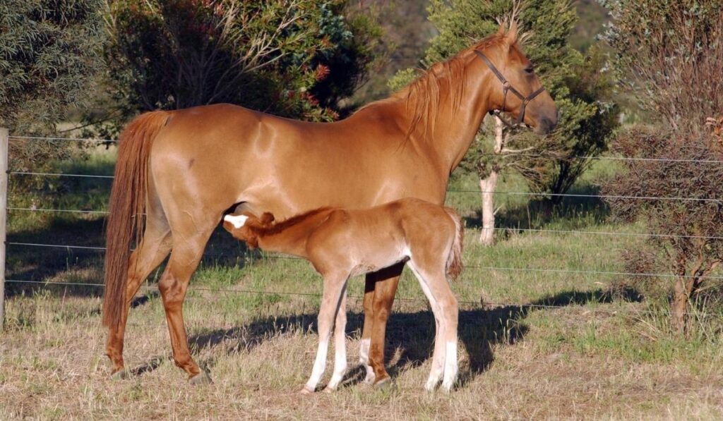 Australian Stock Horse