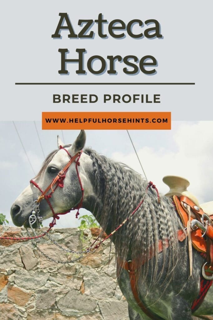 Pinterest pin - Azteca Horse Breed Profile