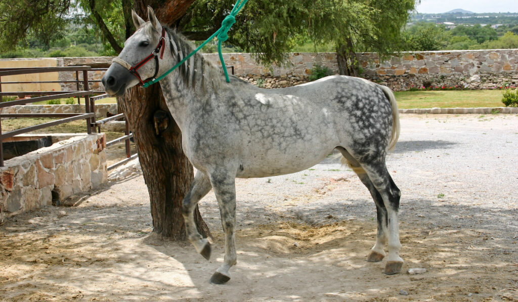 Azteca horse in Mexico

