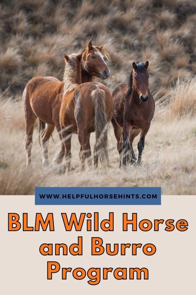 Pinterest pin - BLM Wild Horse & Burro Program - Request for Information