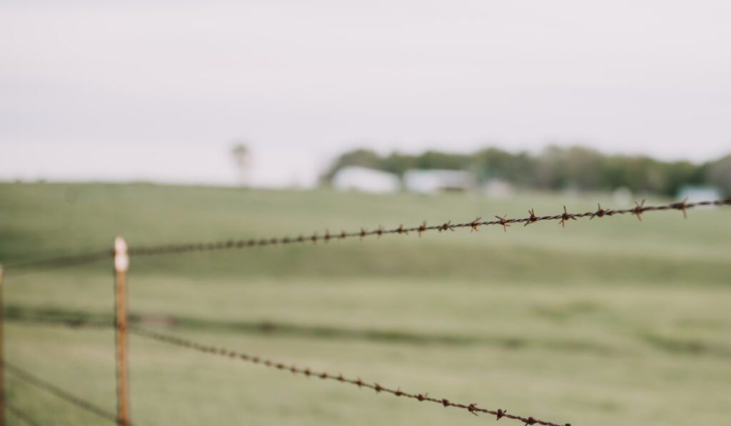 Barbed Wire Fence on the farm