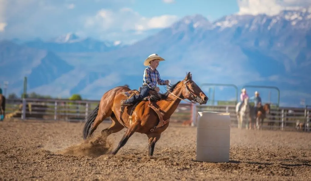 Barrel Racing Horse Breeds