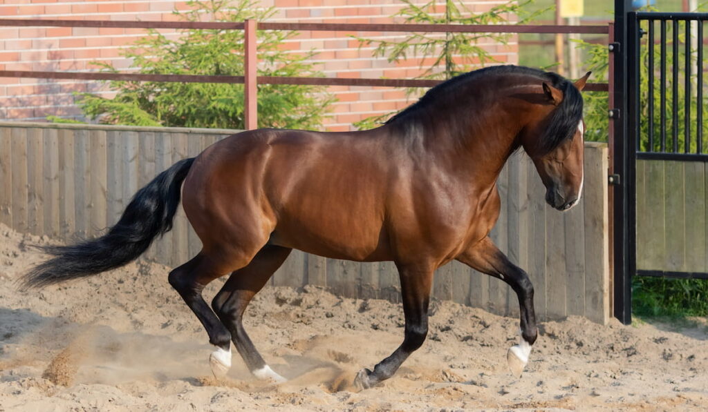 Bay Andalusian horse 