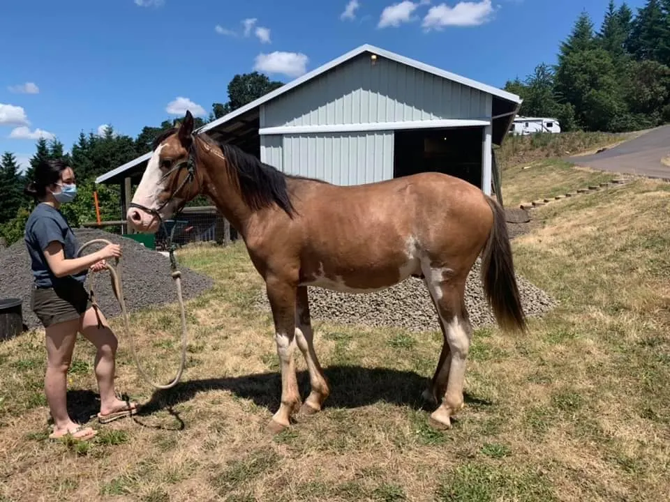 Young woman with her Bay Dun Sabino BLM Mustang in the farmyard