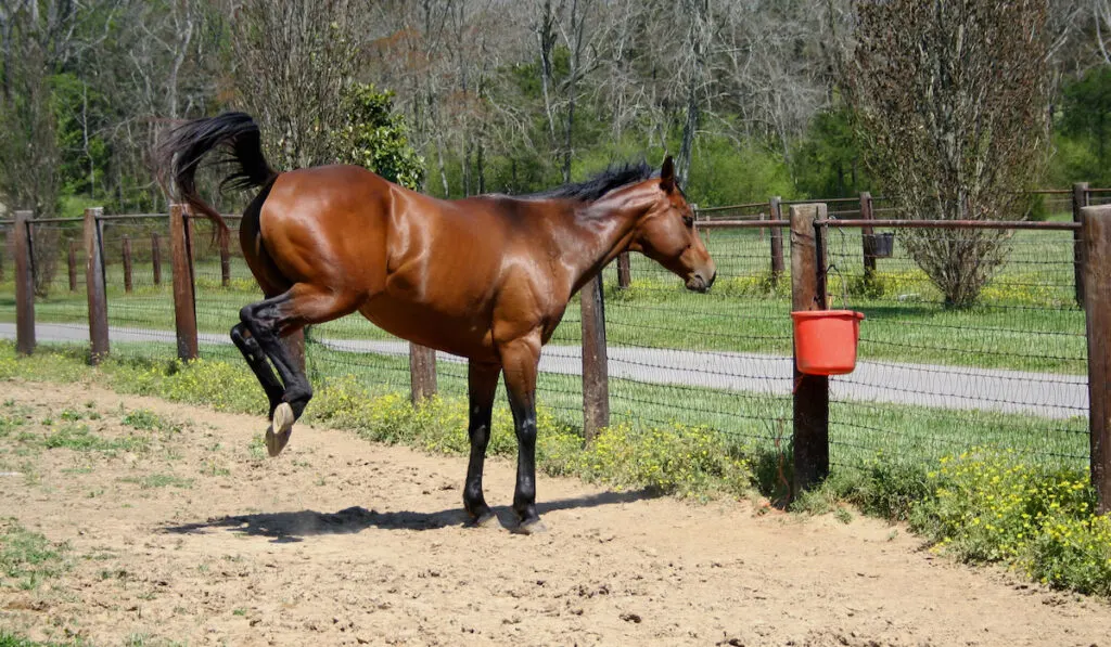 Bay Horse Bucking in front of wire fence