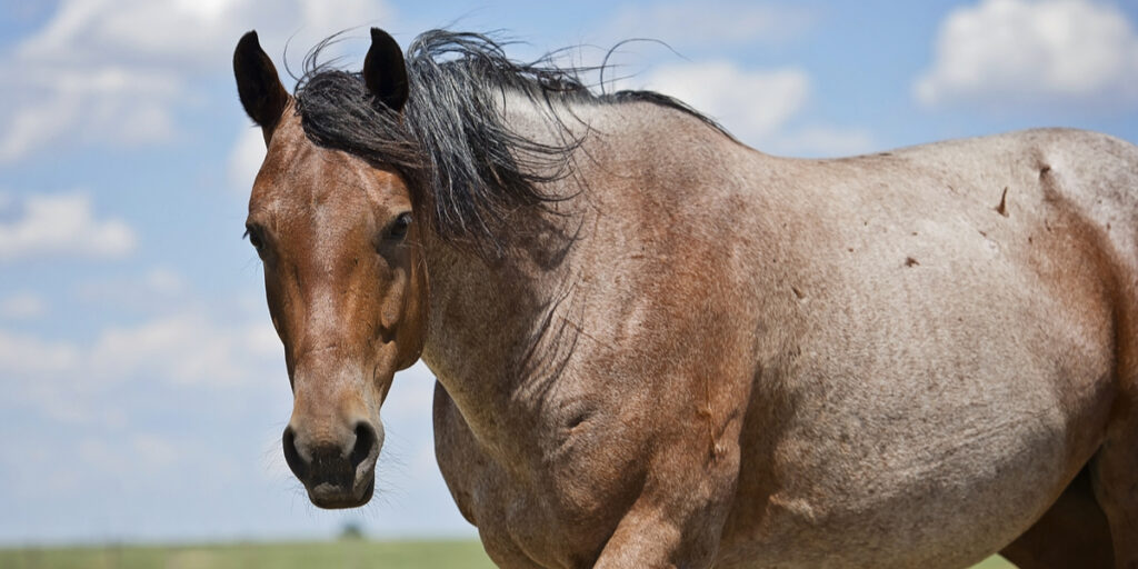 Bay Roan Quarter Horse standing in the field