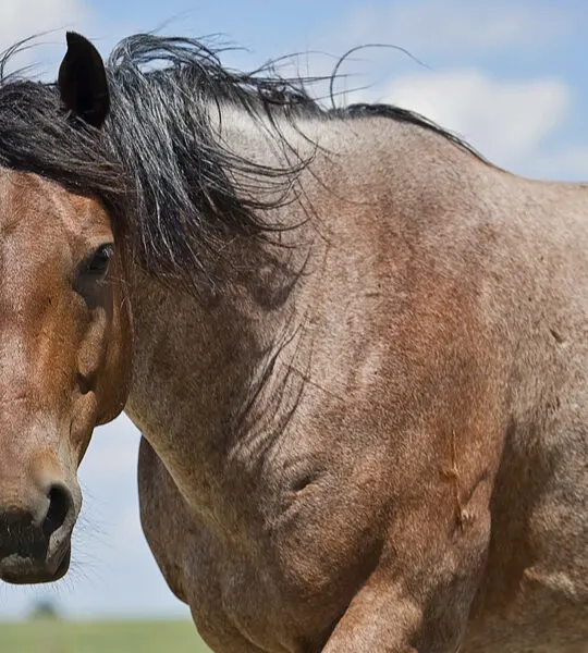 Bay-Roan-Quarter-Horse-standing-in-the-field