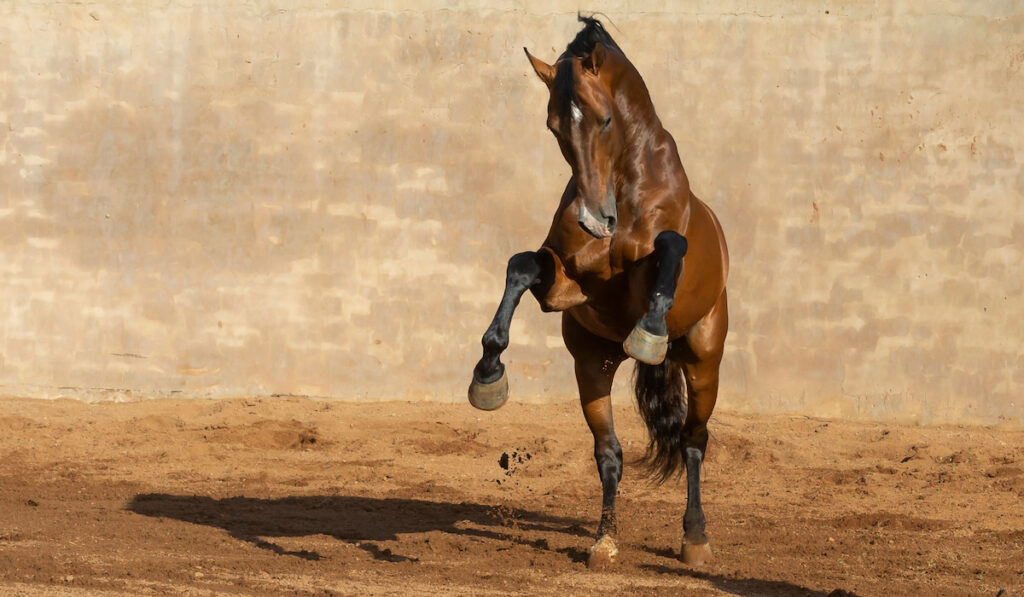 Bay Warmblood stallion running and playing
