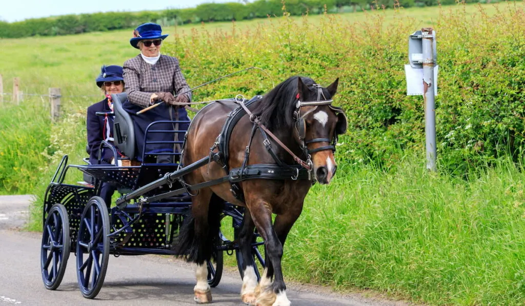 Bay Welsh pony pulling a 4 wheeled marathon carriage with  passenger