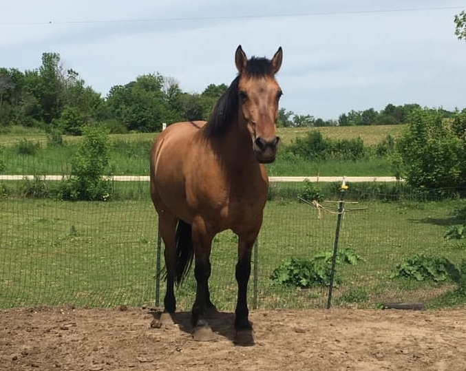 Bay Dun Mustang Mare near metal fence on the farm