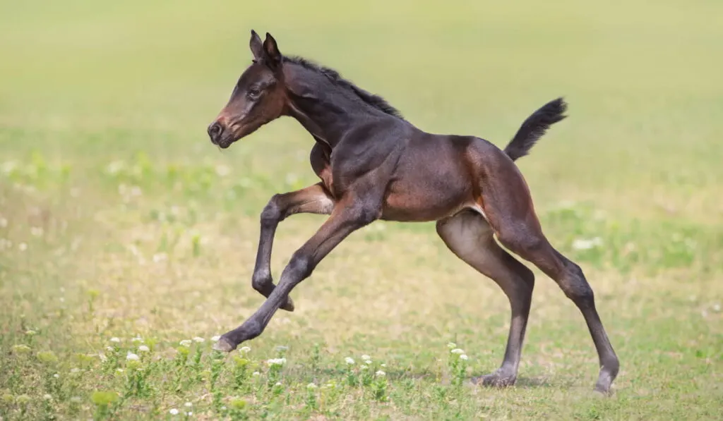 Bay foal run gallop on meadow 