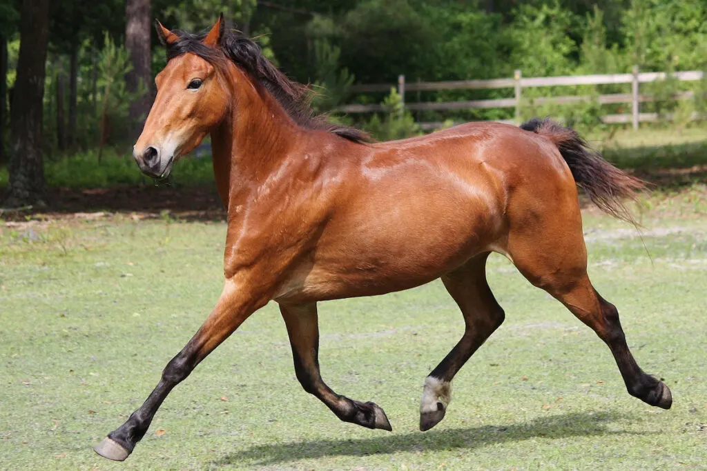 Bay hackney horse running in paddocks