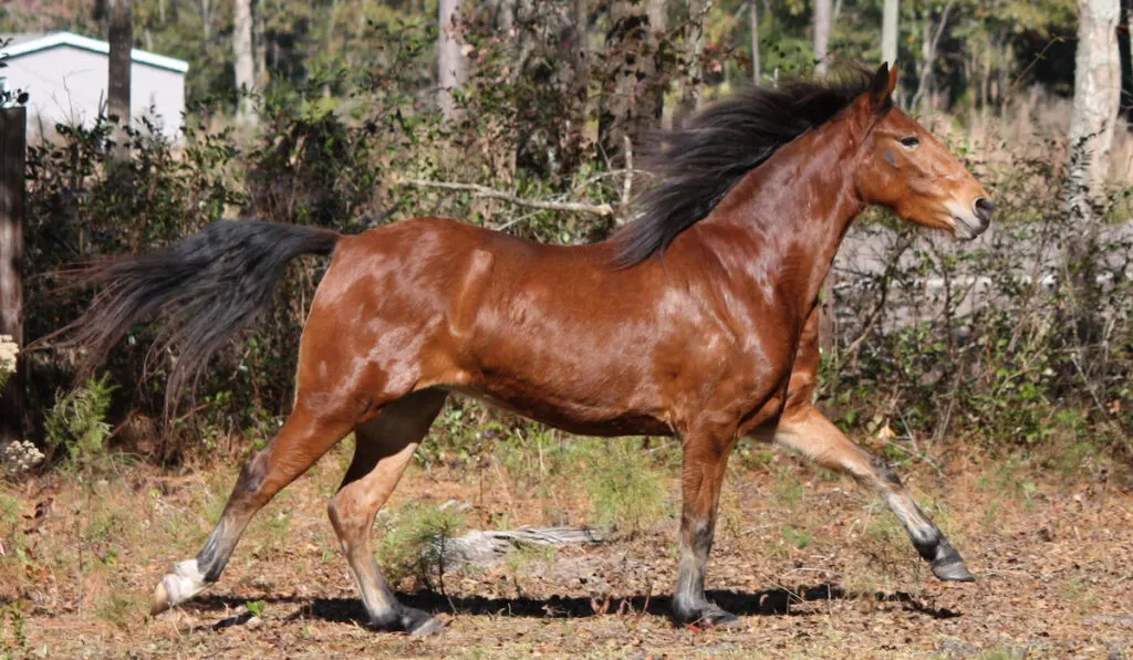 Bay hackney pony running free