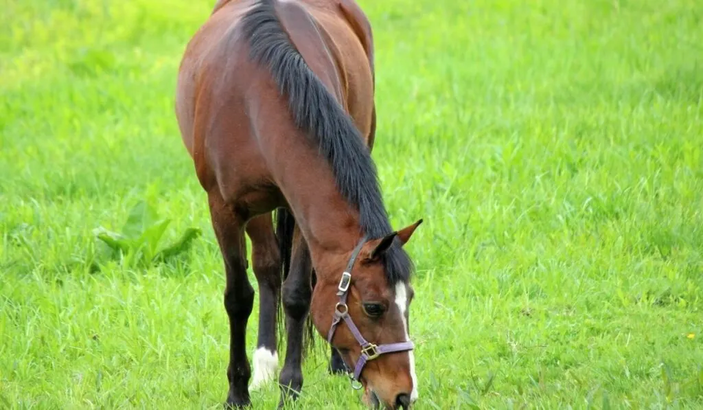 Bay horse in grass field