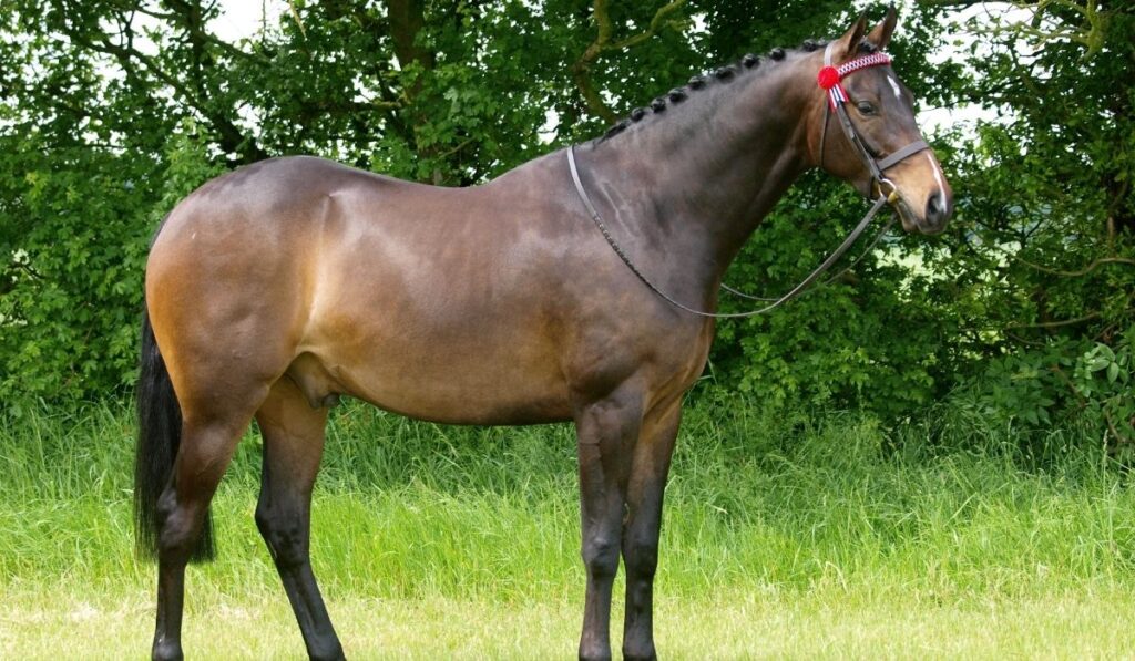 Bay horse in the field