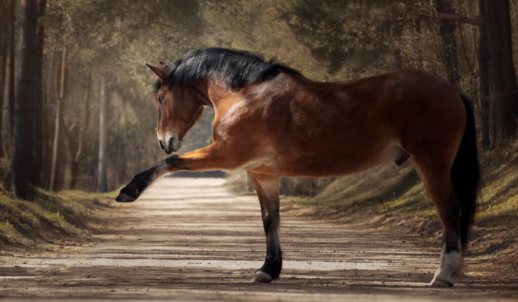 Bay horse playing on the road 