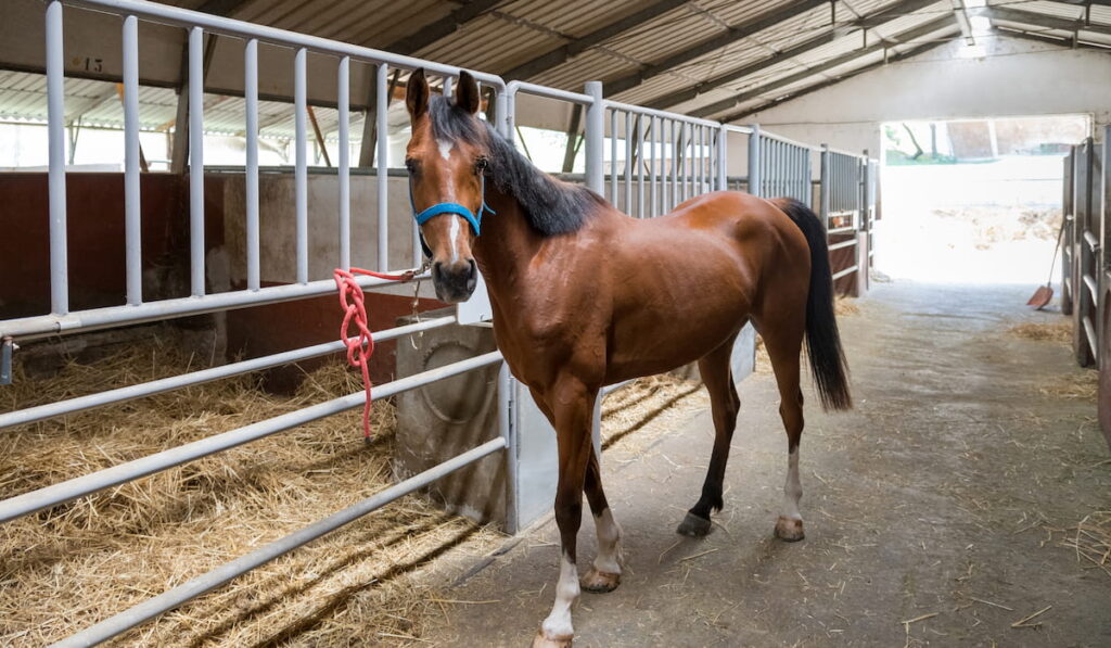 Bay horse tied to fence 