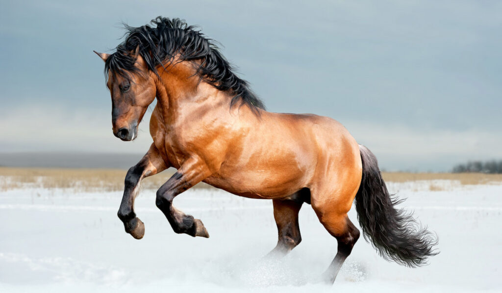 Bay lusitano breed horse in winter field