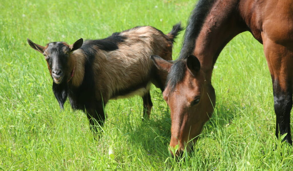 Bay mare horse and brown-black billy goat grazing together