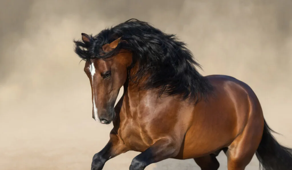 Bay purebred Andalusian Horse playing on sand