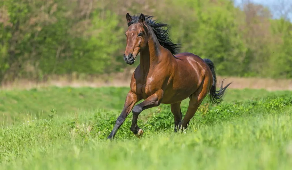Bay purebred horse running in a meadow