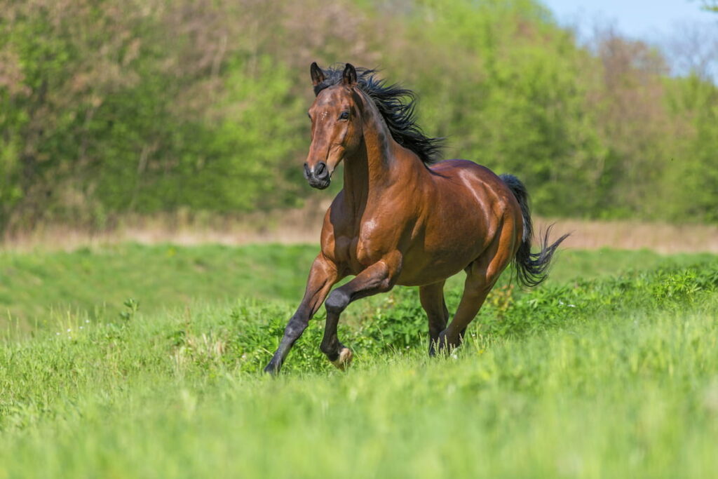 Bay purebred horse running in a meadow.
