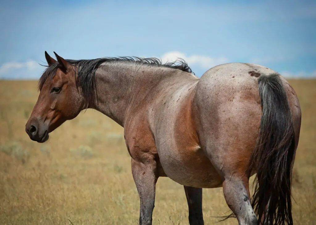 Bay roan horse standing in a field 