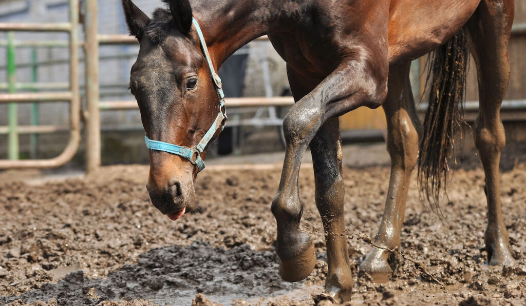 Bay trotting horse splashes muddy water standing in a puddle in a paddoсk