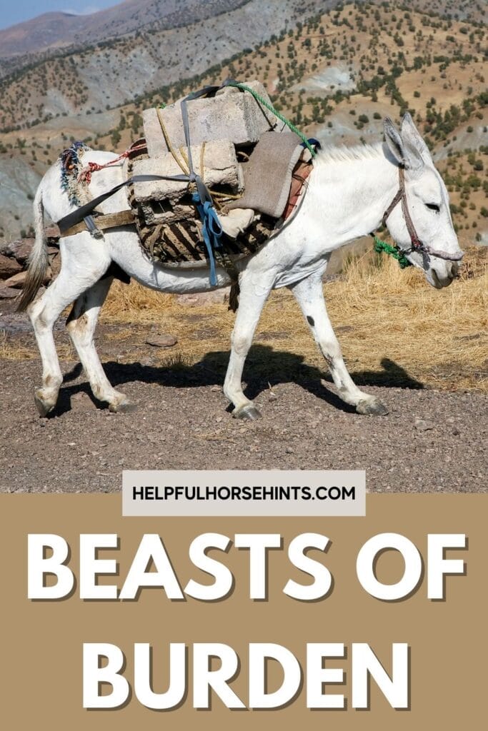 Pinterest pin - Name A Beast Of Burden