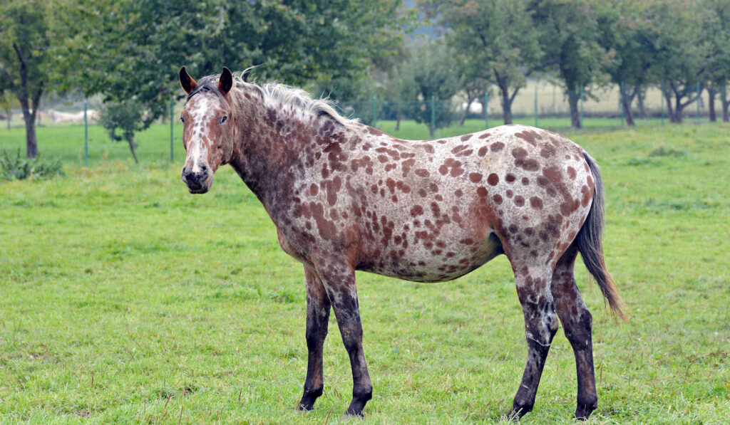 Beautiful Appaloosa horse in an open field