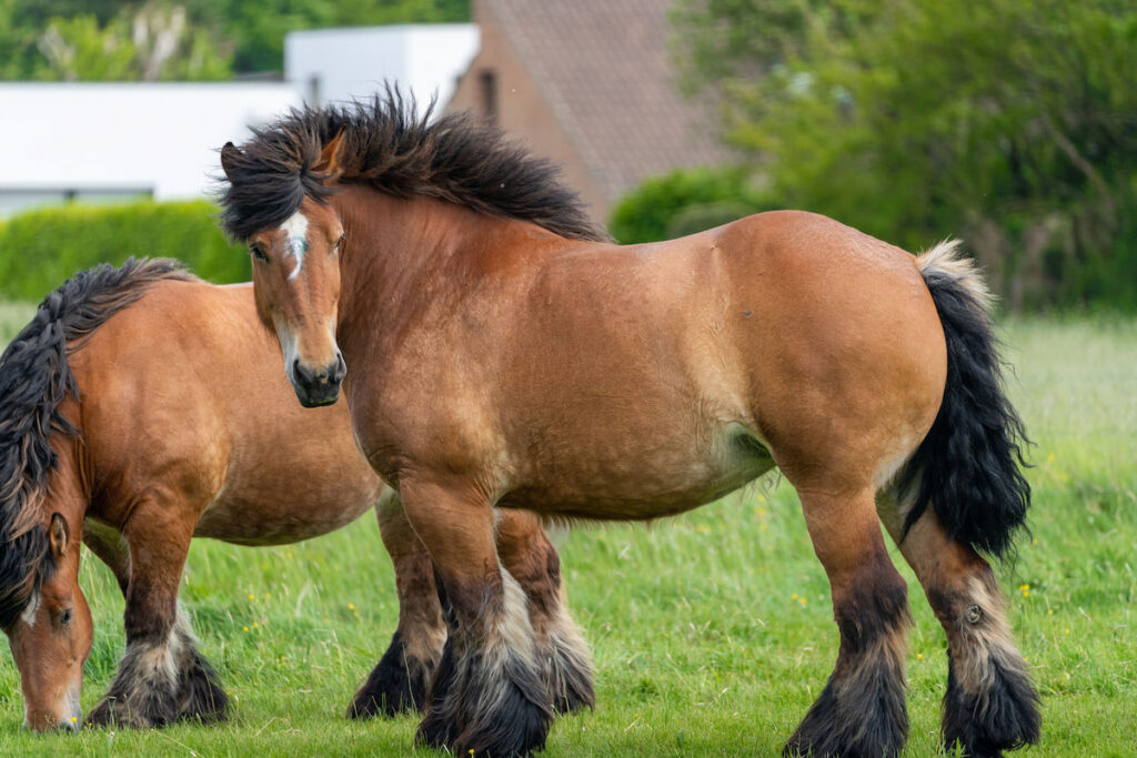 Beautiful Ardennes horses roaming field in summer