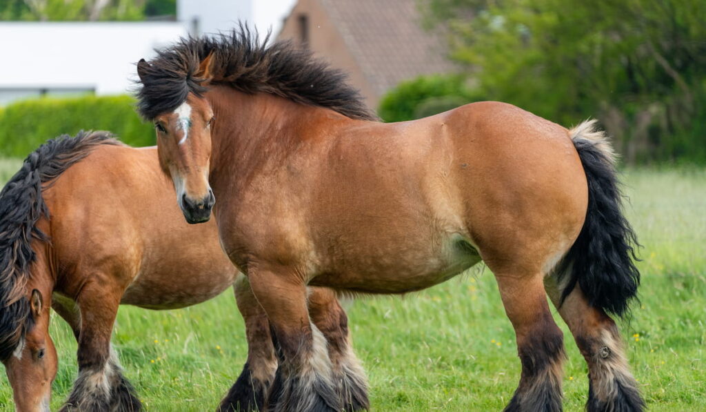 Beautiful Ardennes horses 