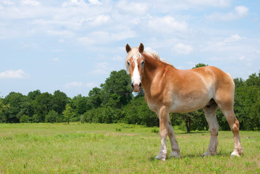 Beautiful Belgian Draft Horse looking at the photographer
