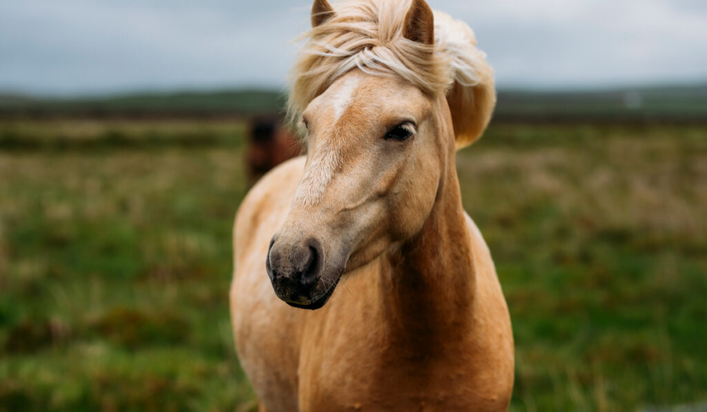 Beautiful Icelandic horse in meadow 