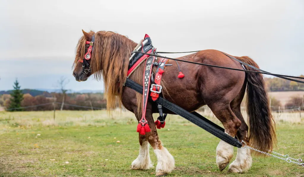 Beautiful Percheron horse 