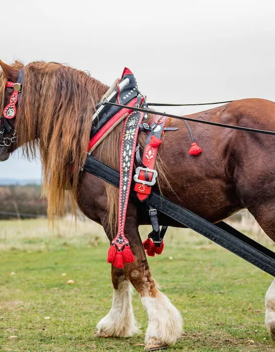 percheron horse