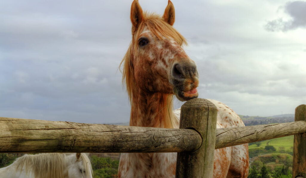 Beautiful Strawberry Roan