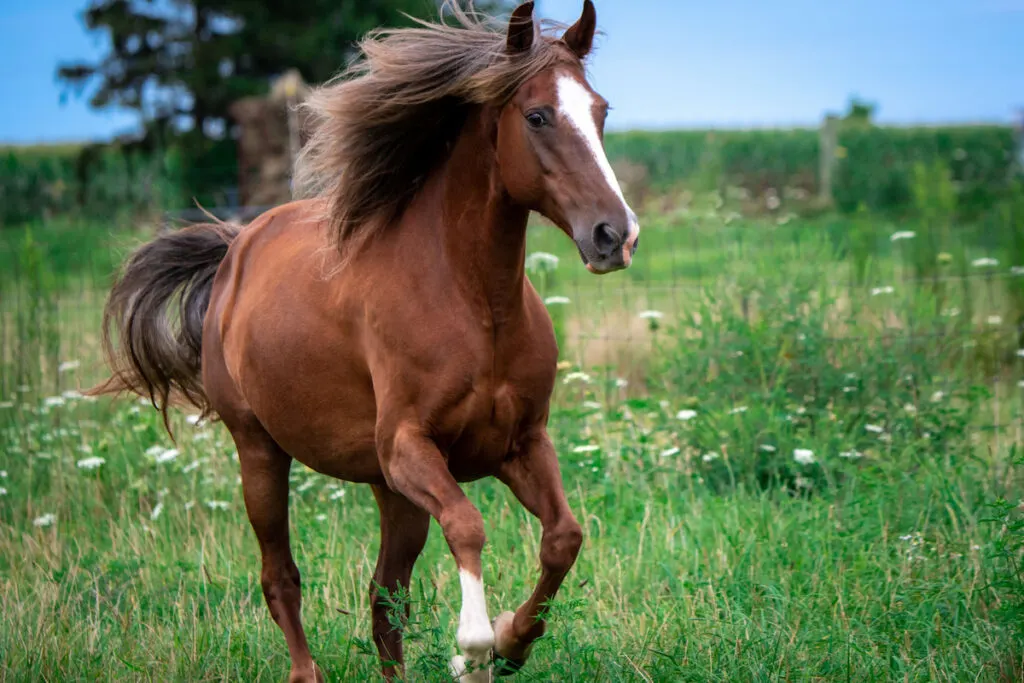 Beautiful red chocolate rocky mountain horse running in pasture with flowing mane
