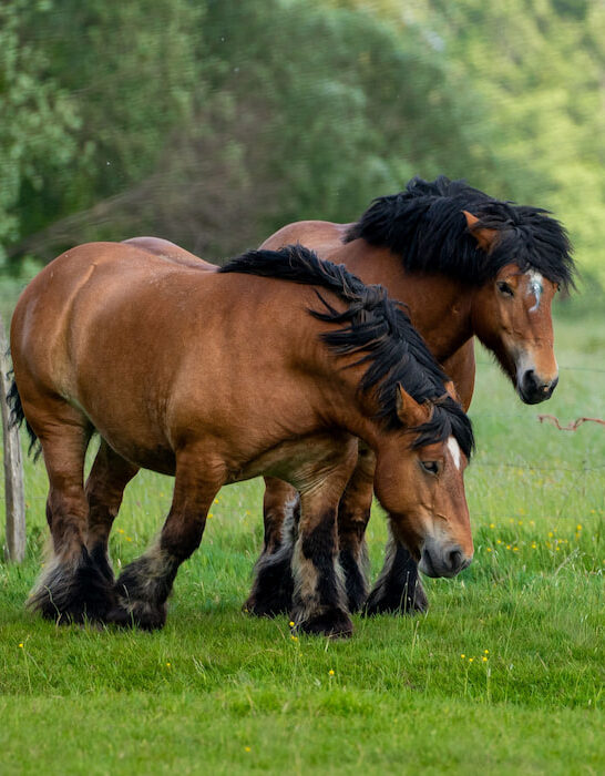 Beautiful-ardennes-horses-roaming-field-in-France