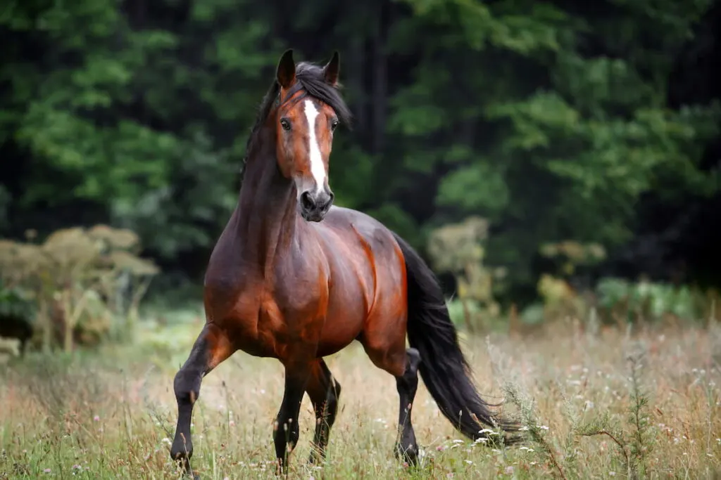 Beautiful bay horse rearing up in spring green field
