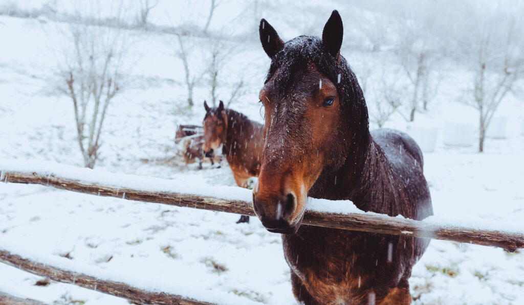 Beautiful bay horses with black manes pasturing on snow field